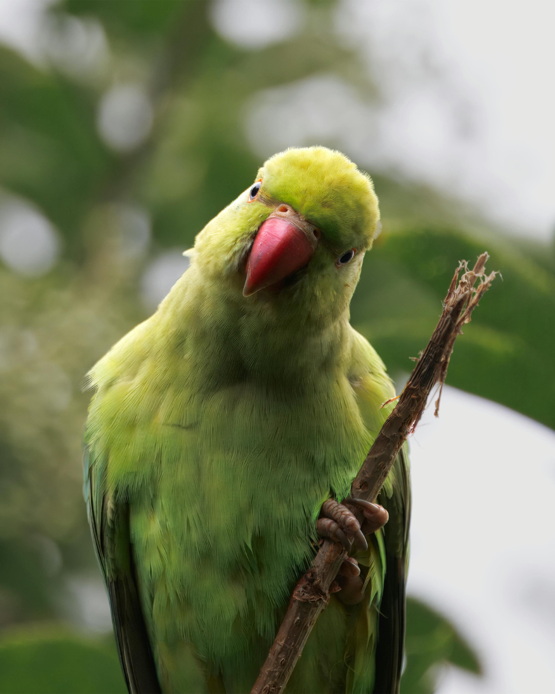 Birds
