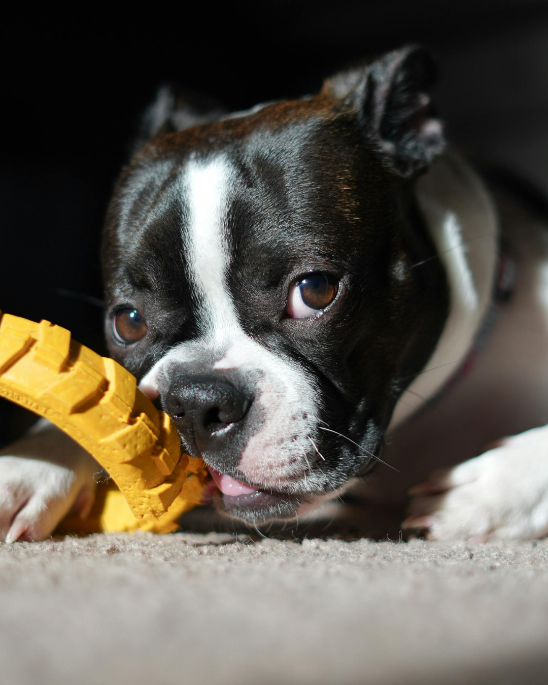 Enrichment toys